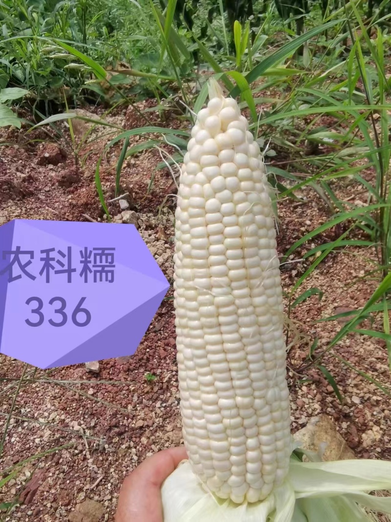 京科糯玉米1元一斤。