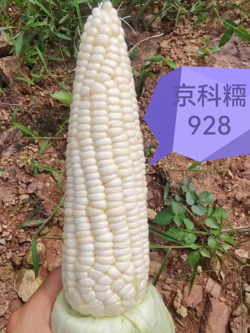 京科糯玉米1元一斤。