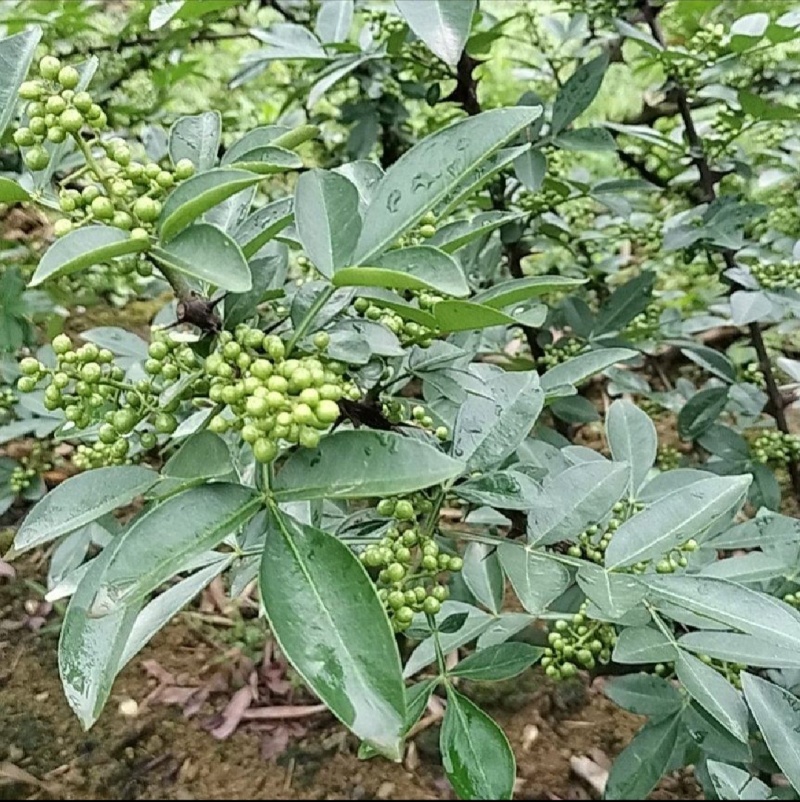 云南昭通青椒（干）