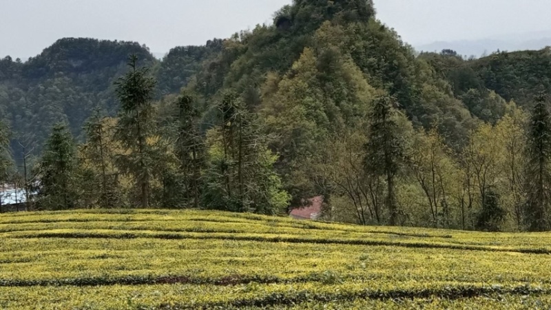 三峡茗茶