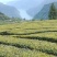 三峡茗茶