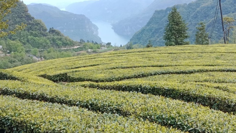 三峡茗茶