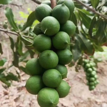 云南夏威夷果大量上市，电商一件代发