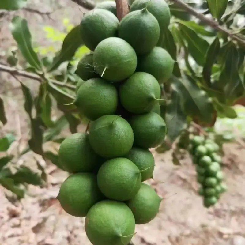 云南夏威夷果大量上市，电商一件代发
