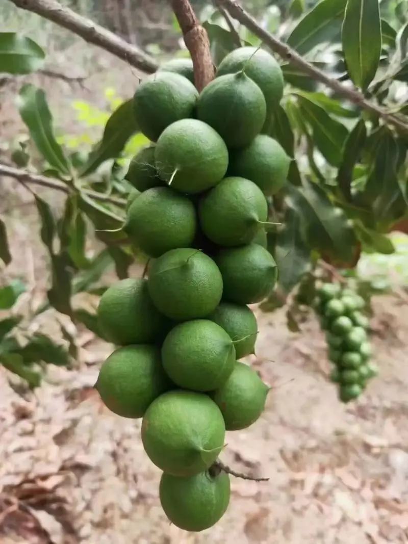 云南夏威夷果大量上市，电商一件代发