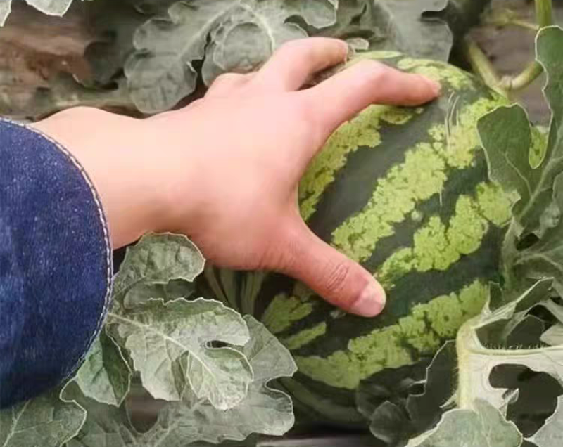 西瓜正品保障随时有货