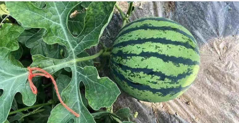 西瓜正品保障随时有货