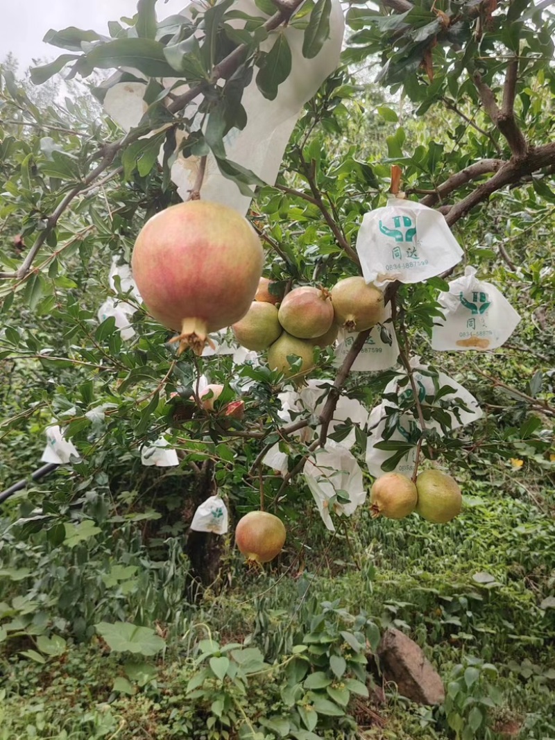 会理石榴大量上市，价格优惠，可视频看货，保证质量