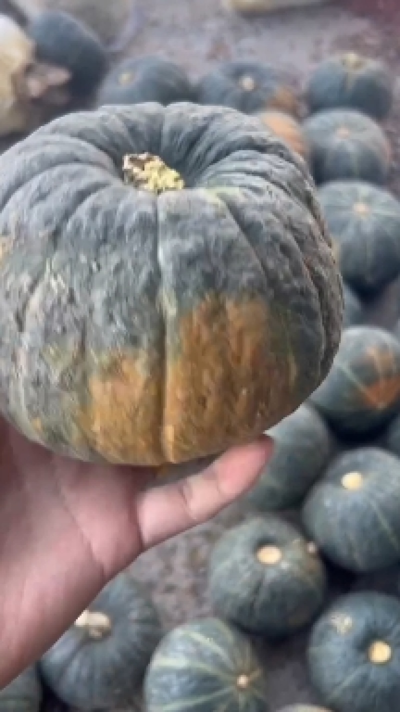 贝贝南瓜
