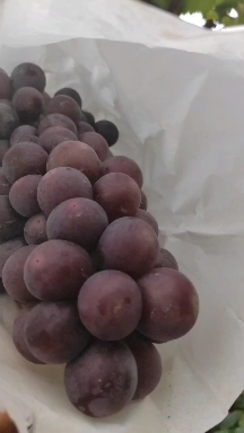 陕西精品夏黑葡萄夏黑葡萄夏黑葡萄夏黑葡萄