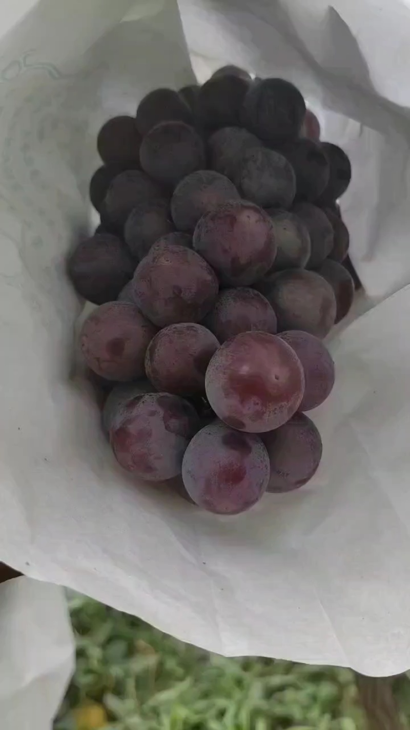 陕西精品夏黑葡萄夏黑葡萄夏黑葡萄夏黑葡萄