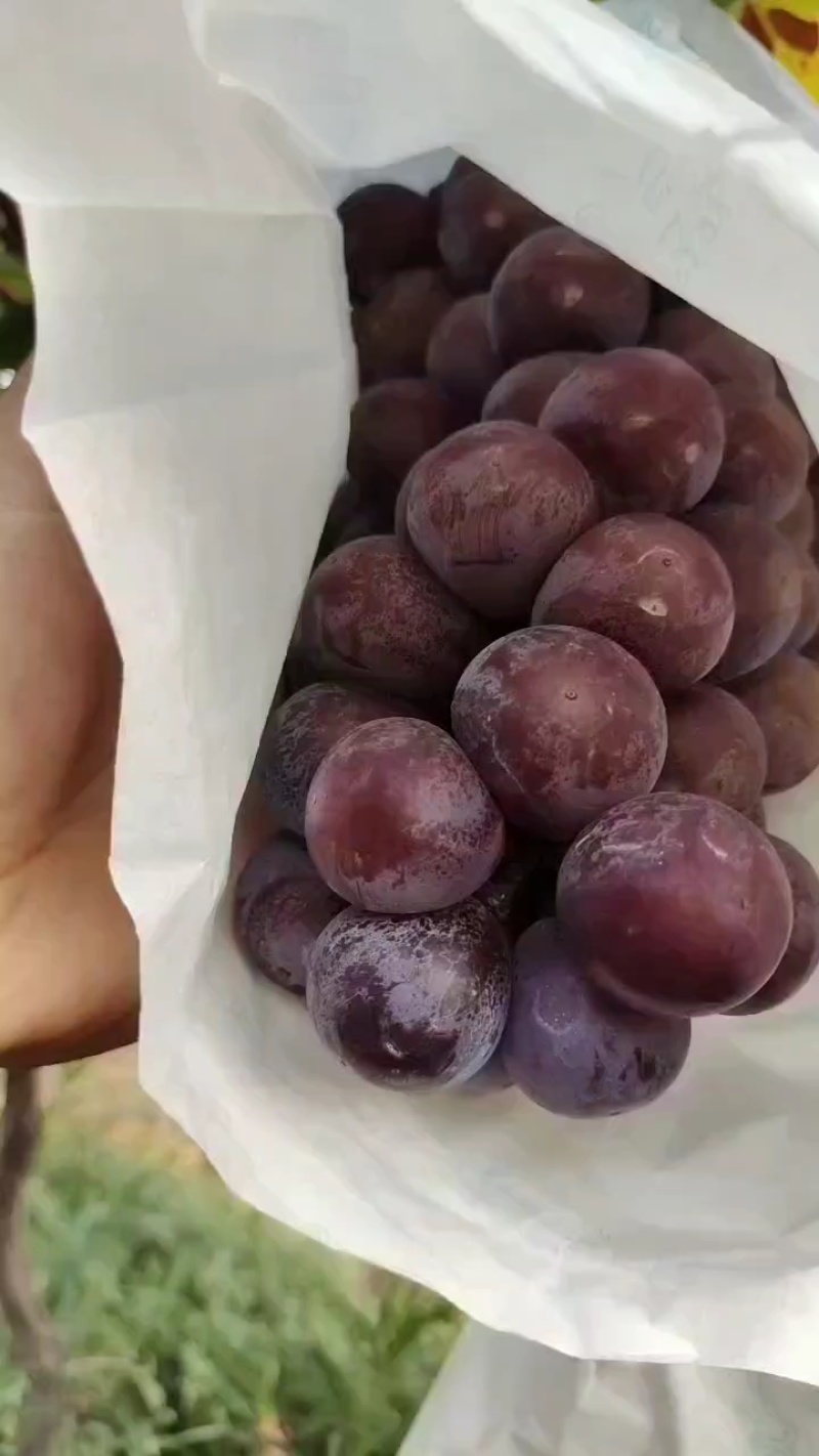 陕西精品夏黑葡萄夏黑葡萄夏黑葡萄夏黑葡萄