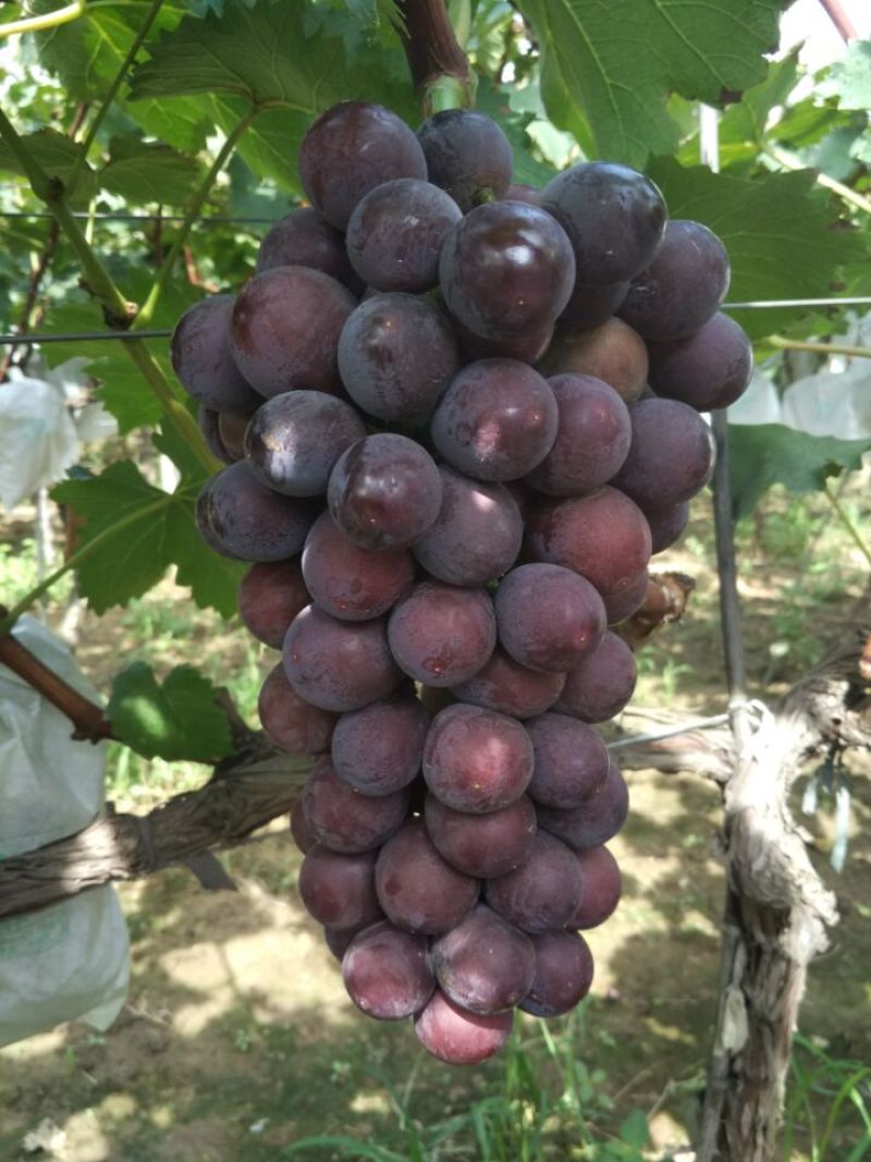 陕西精品夏黑葡萄夏黑葡萄夏黑葡萄夏黑葡萄