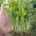 芹菜苗