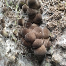 河北鲜草茹