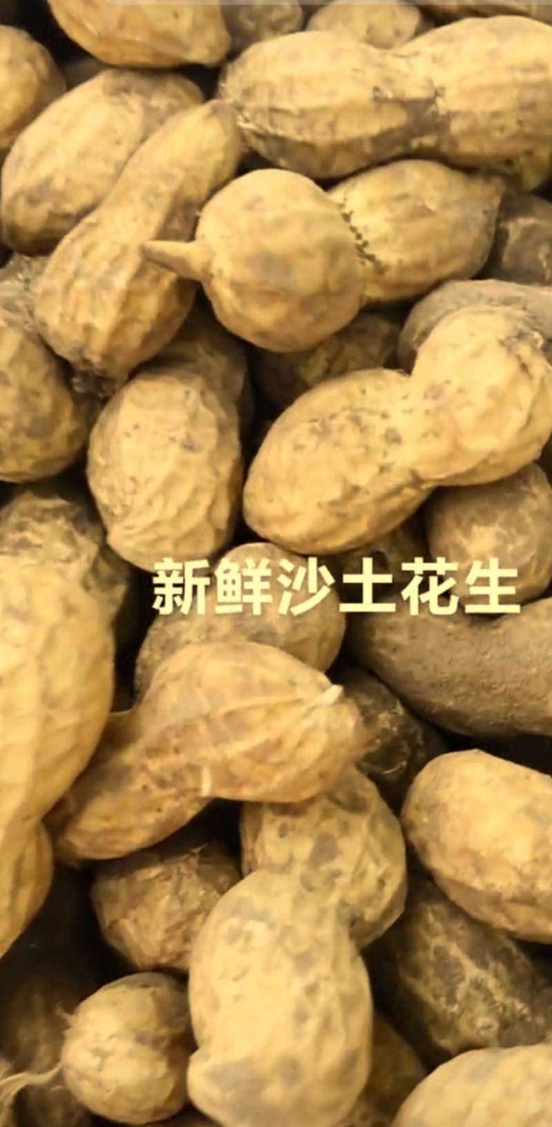 济南鲜花生章丘鲜花生，正宗沙土地白沙系列花生，量大品质
