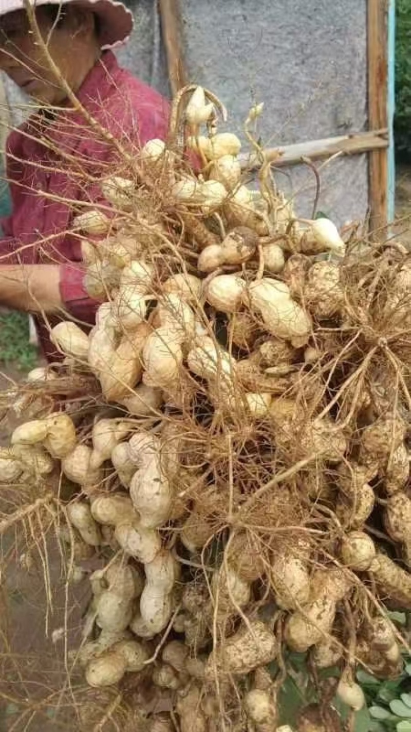 济南鲜花生章丘鲜花生，正宗沙土地白沙系列花生，量大品质