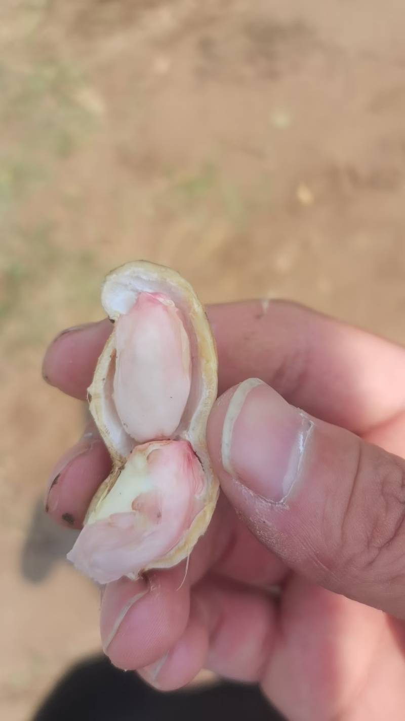 济南鲜花生章丘鲜花生，正宗沙土地白沙系列花生，量大品质