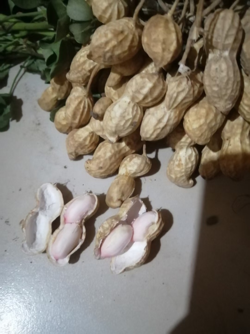 济南鲜花生章丘鲜花生，正宗沙土地白沙系列花生，量大品质