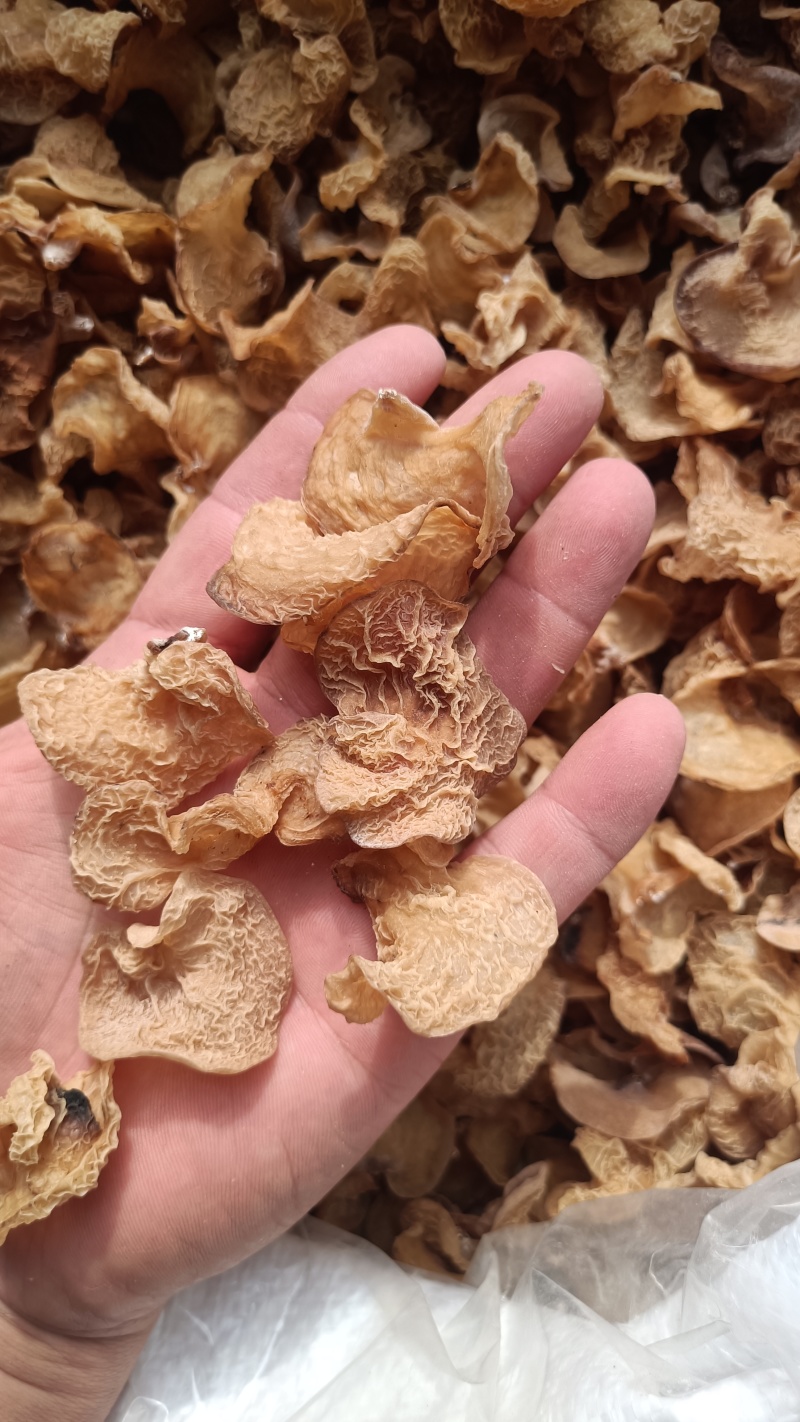 沙耳羊肚耳，珍珠菌产地批发零售，种植场羊肚耳价格不高木耳