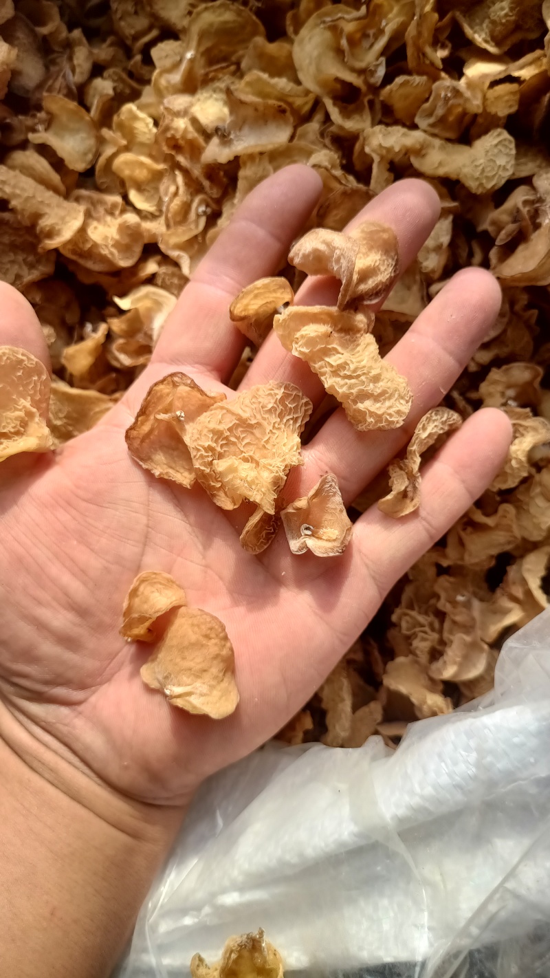 沙耳羊肚耳，珍珠菌产地批发零售，种植场羊肚耳价格不高木耳