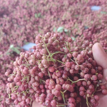 陕西富平大红袍鲜花椒