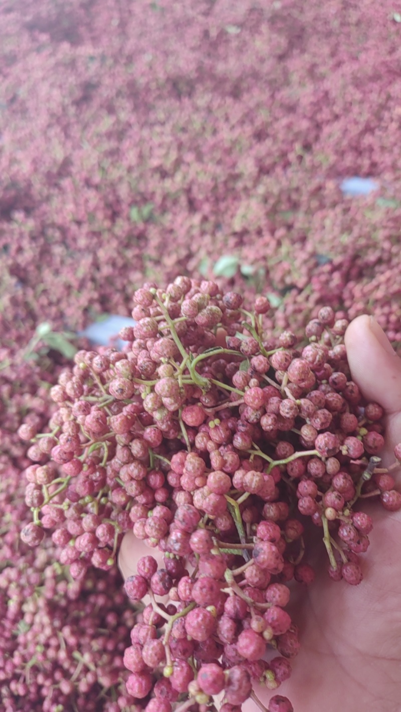陕西富平大红袍鲜花椒