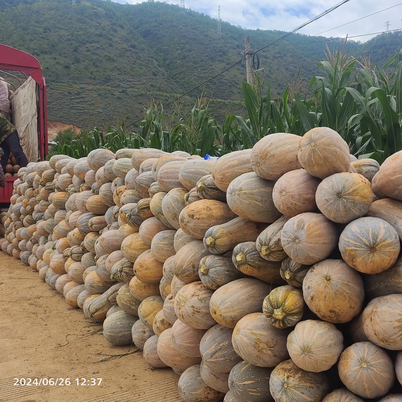 金船蜜本南瓜大果老金船高海拔山地种植