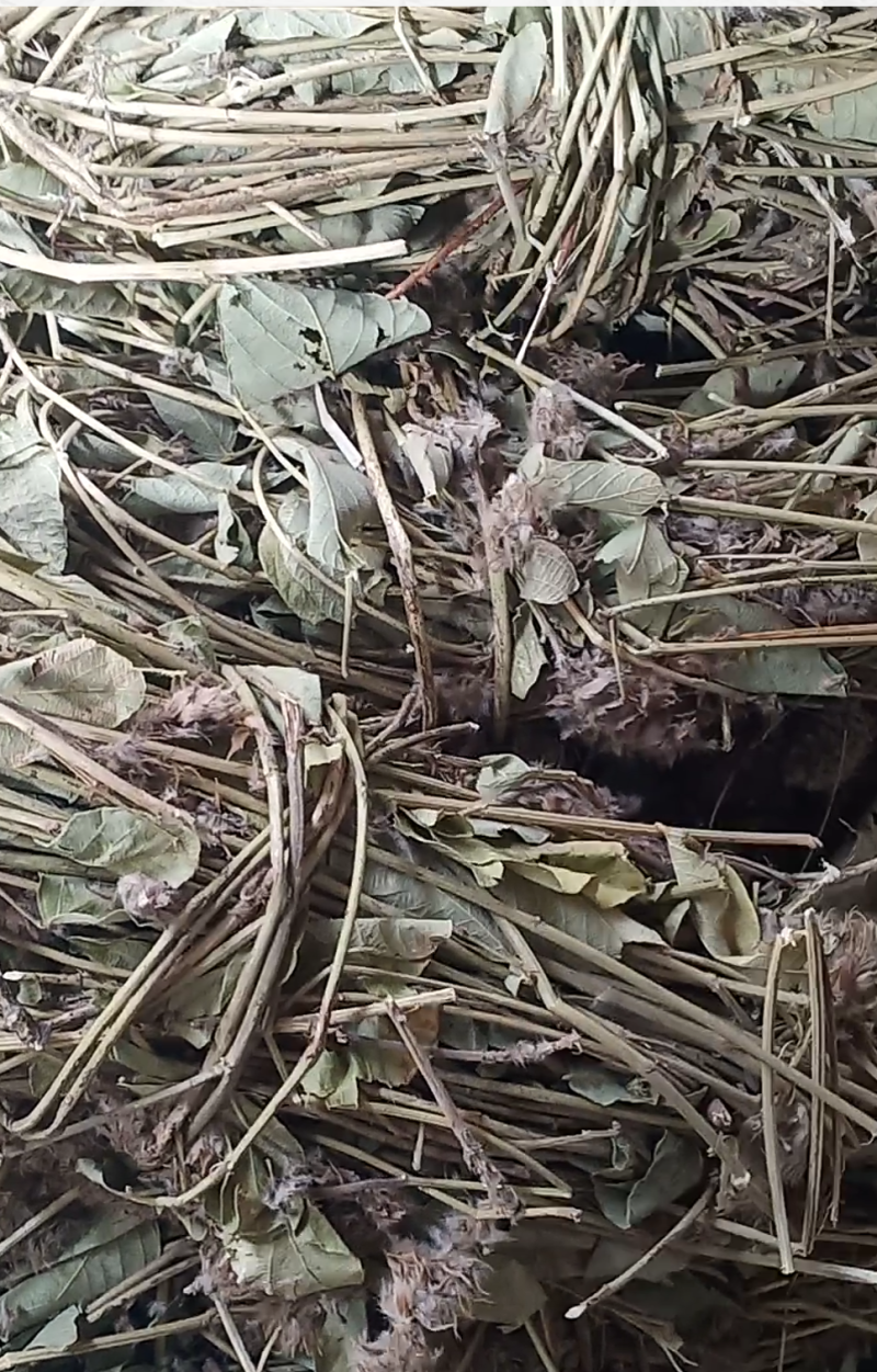 猫尾草