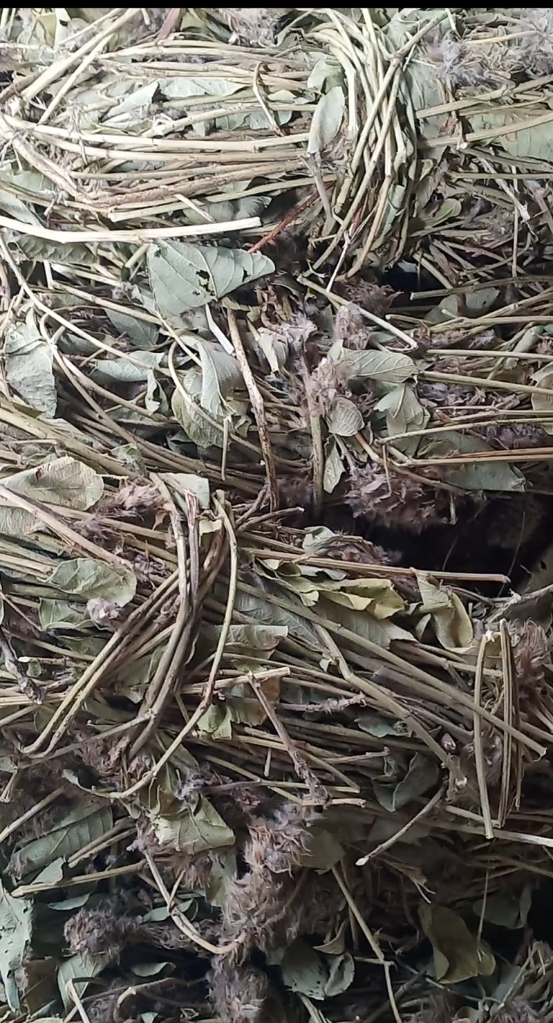 猫尾草