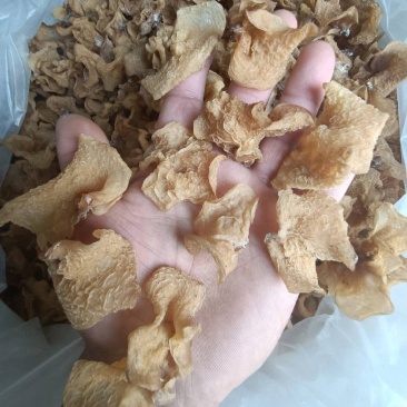沙耳羊肚耳，珍珠菌产地批发零售，种植场羊肚耳价格不高木耳