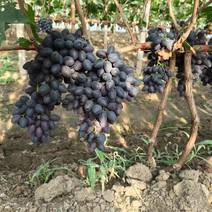 千亩A17葡萄成熟。