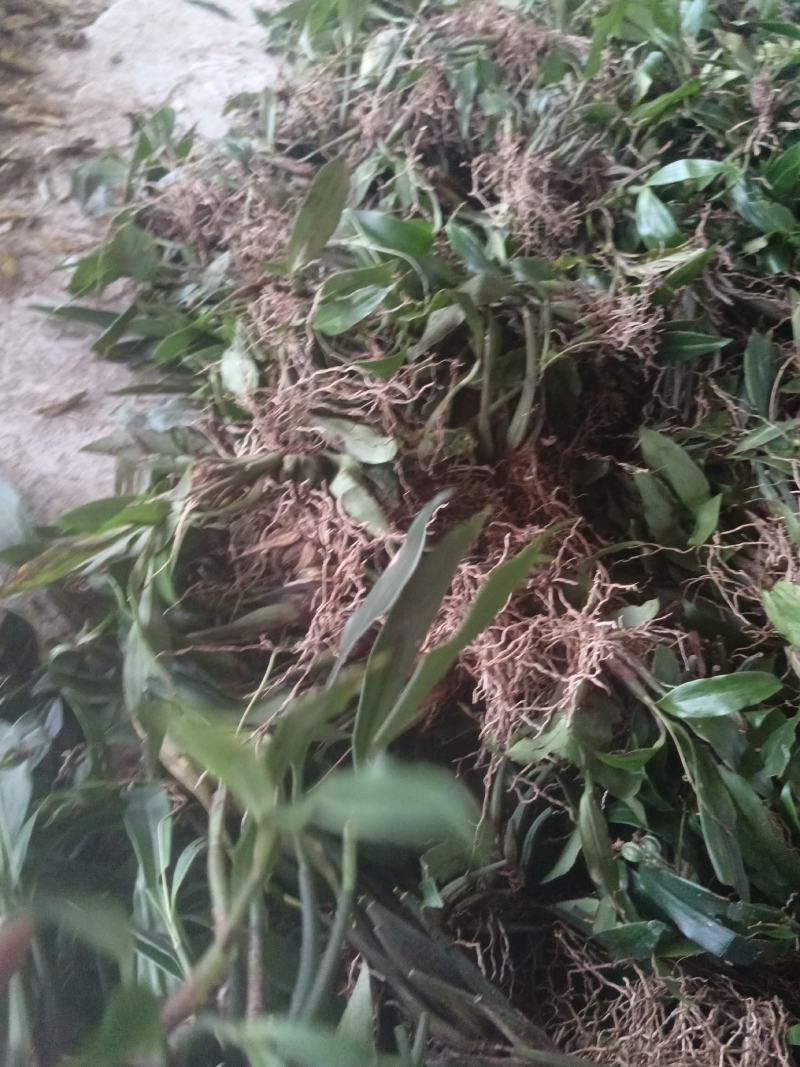 石仙桃