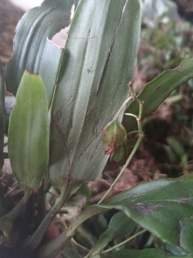 石仙桃