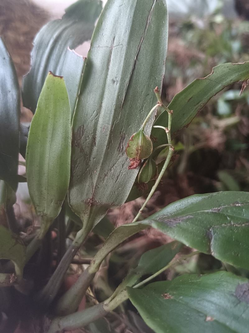 石仙桃