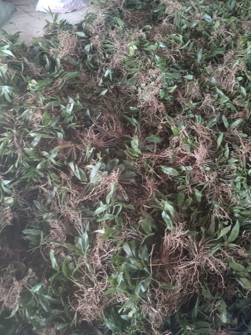 石仙桃