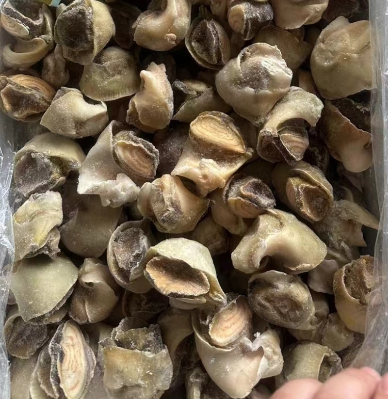 海螺肉，单冻螺肉，海螺，螺头，常年供应，现货