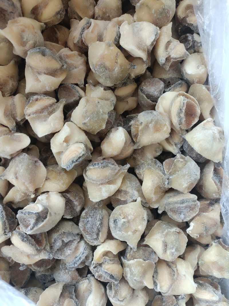 海螺肉，单冻螺肉，海螺，螺头，常年供应，现货