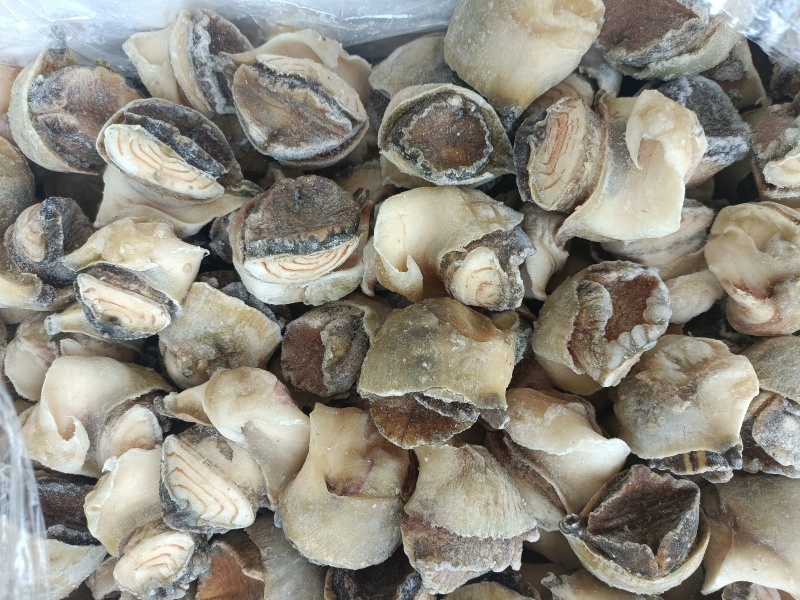 海螺肉，单冻螺肉，海螺，螺头，常年供应，现货