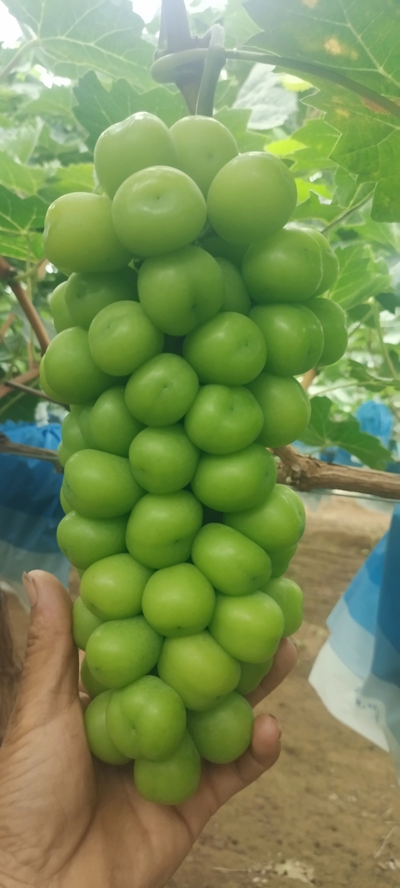 阳光玫瑰