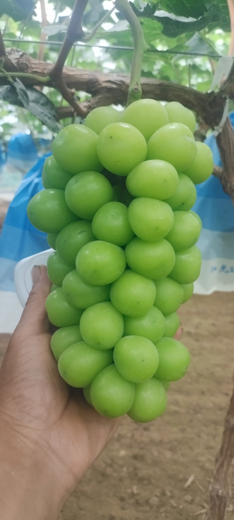 阳光玫瑰