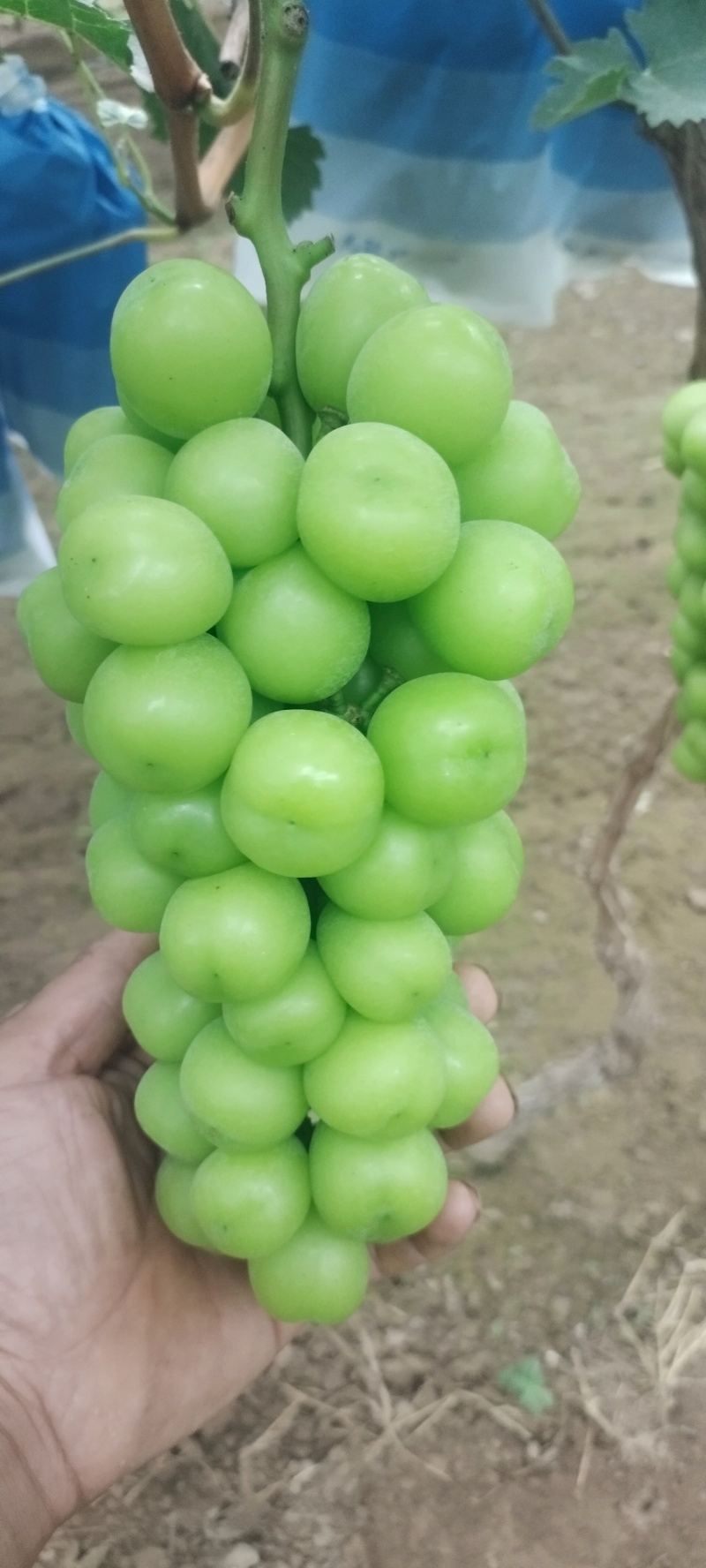 阳光玫瑰