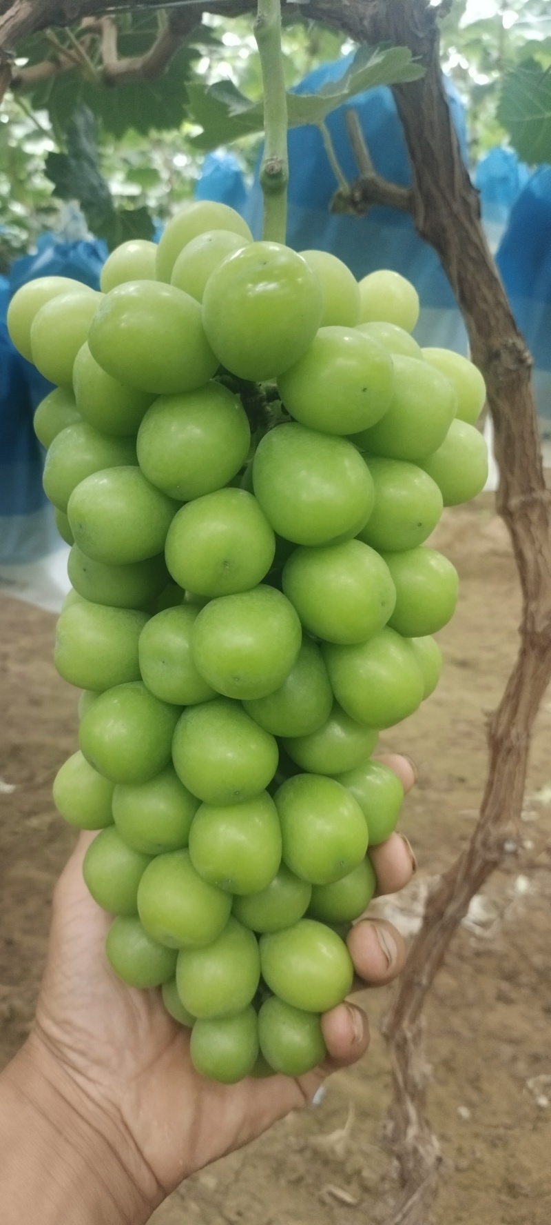 阳光玫瑰