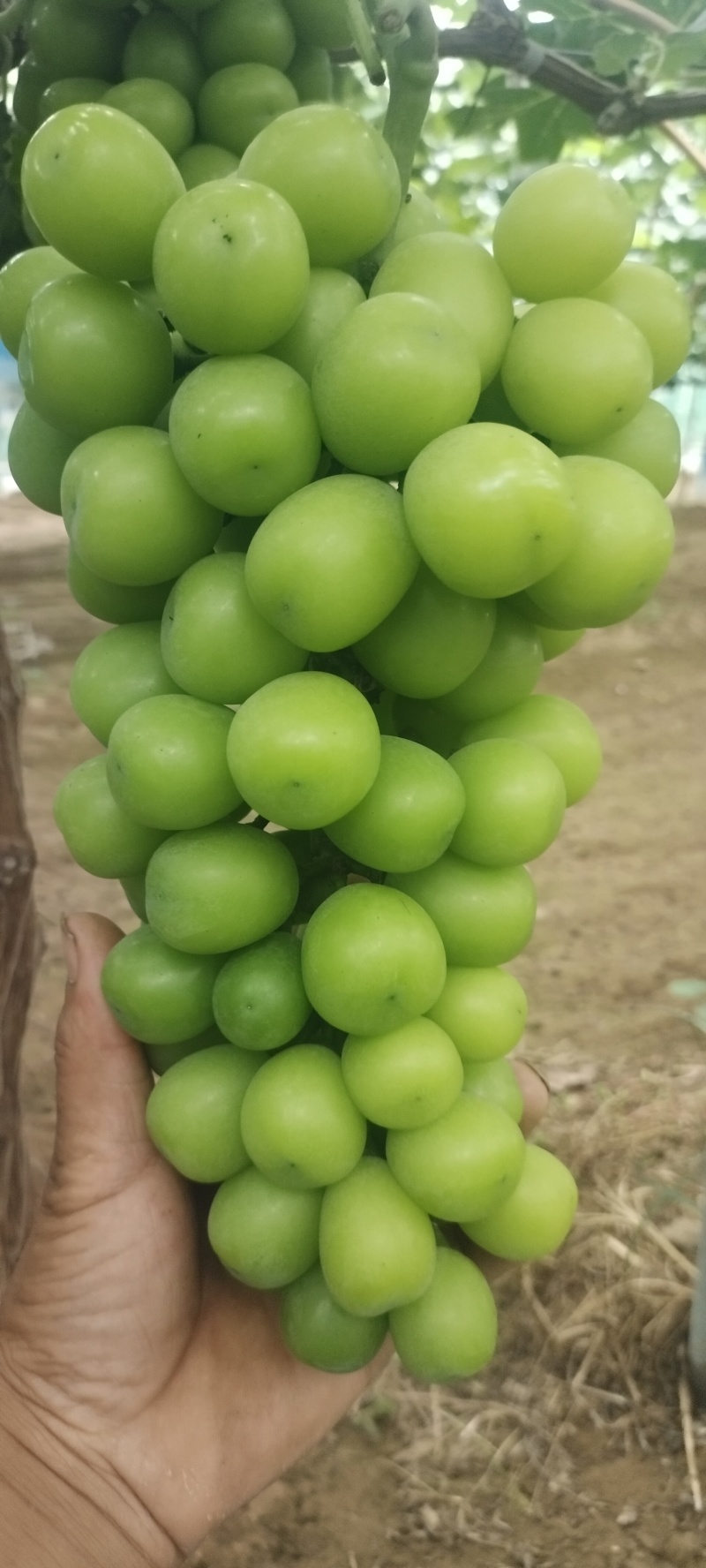 阳光玫瑰