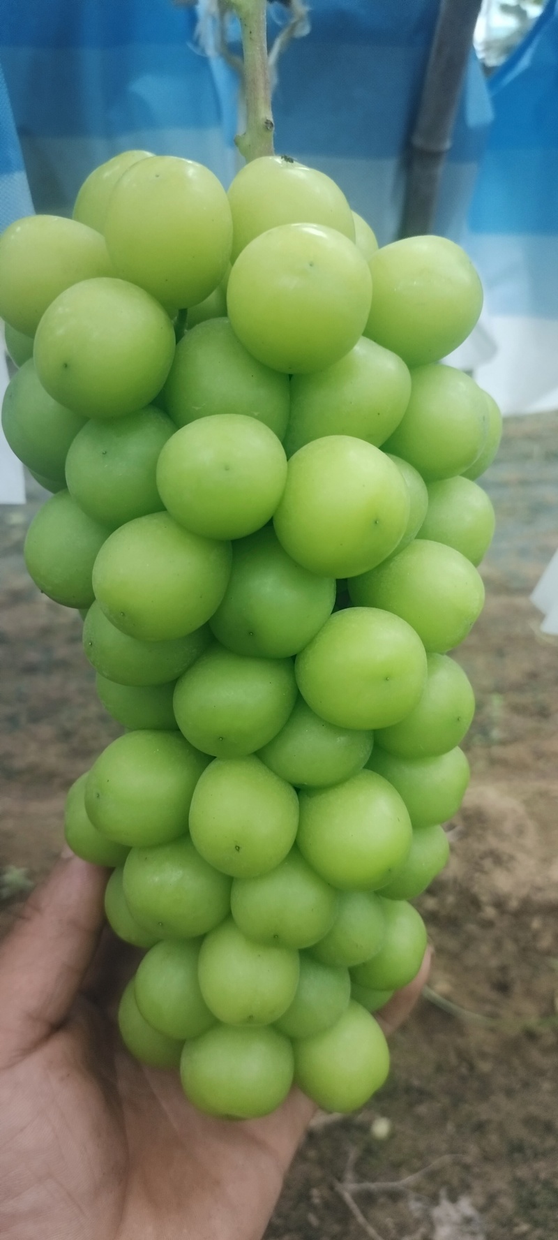 阳光玫瑰