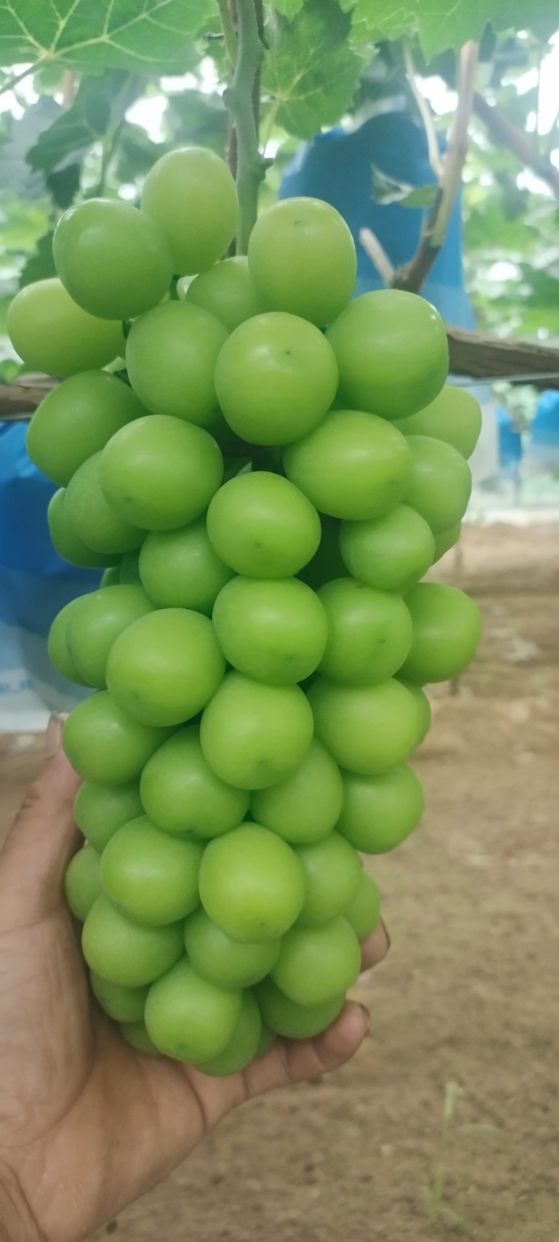阳光玫瑰