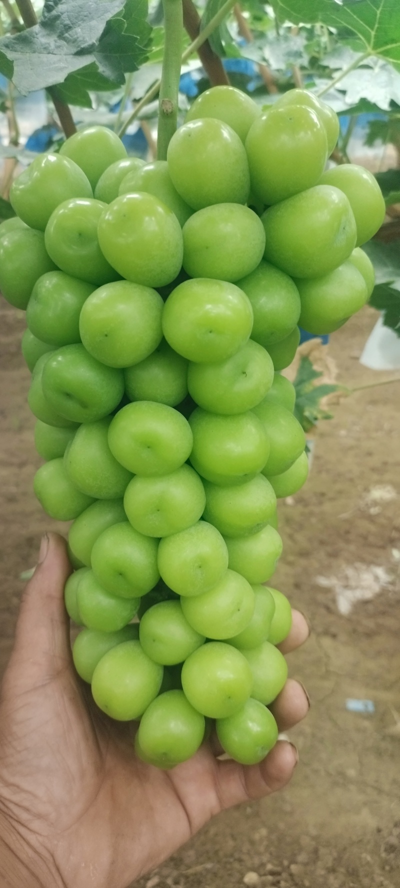 阳光玫瑰