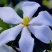 栀子花干花