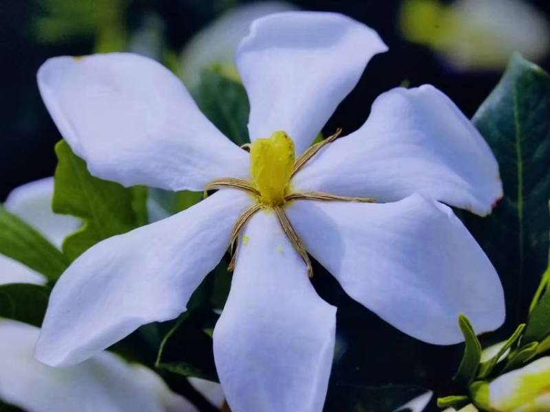 栀子花干花