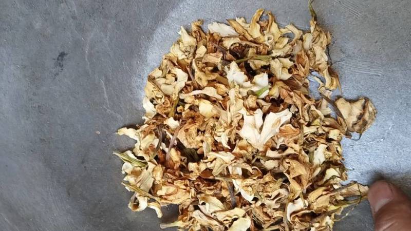 栀子花干花